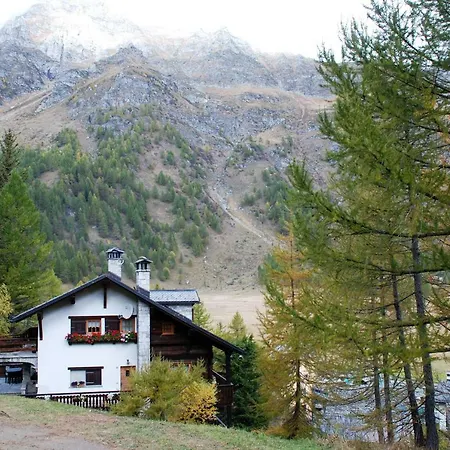 Stella Alpina *