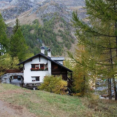 Stella Alpina Daire *